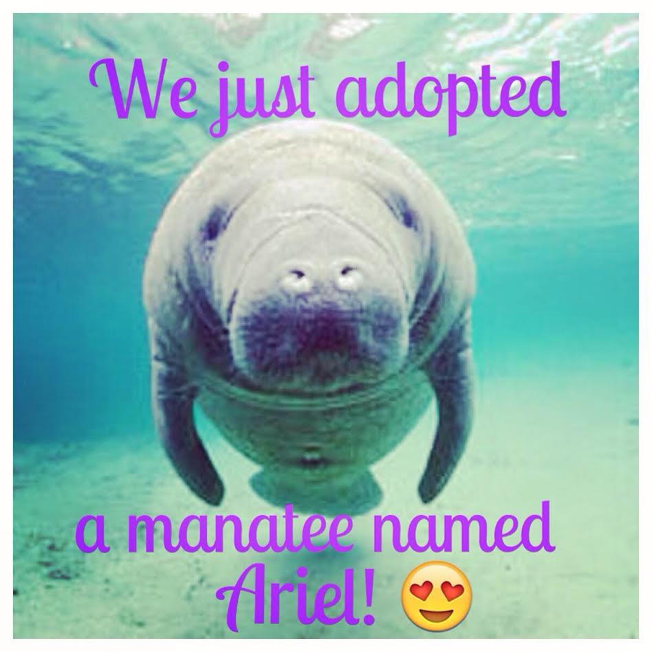 ariel-manatee.jpg