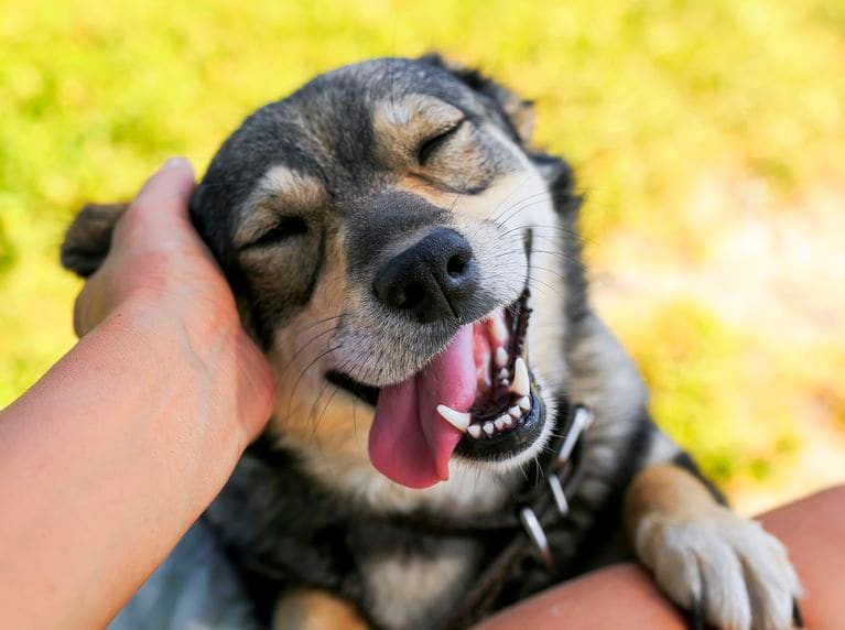 Fur deals friends dog