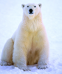 polar-bears-to-protect.jpg