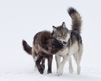 protecting-wolves.jpg
